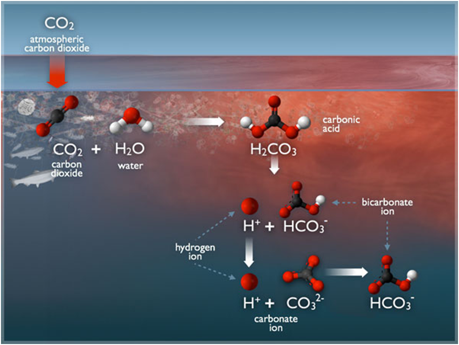 OCEAN ACIDIFICATION - CAUSES , MECHANISM & IMPACT