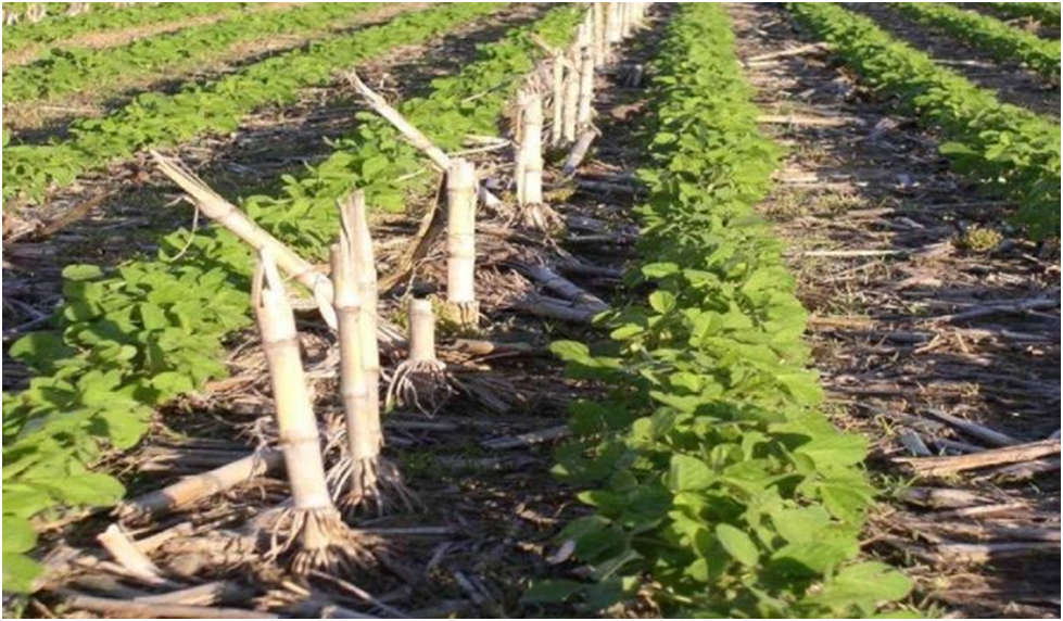 Zero Tillage – the no till approach