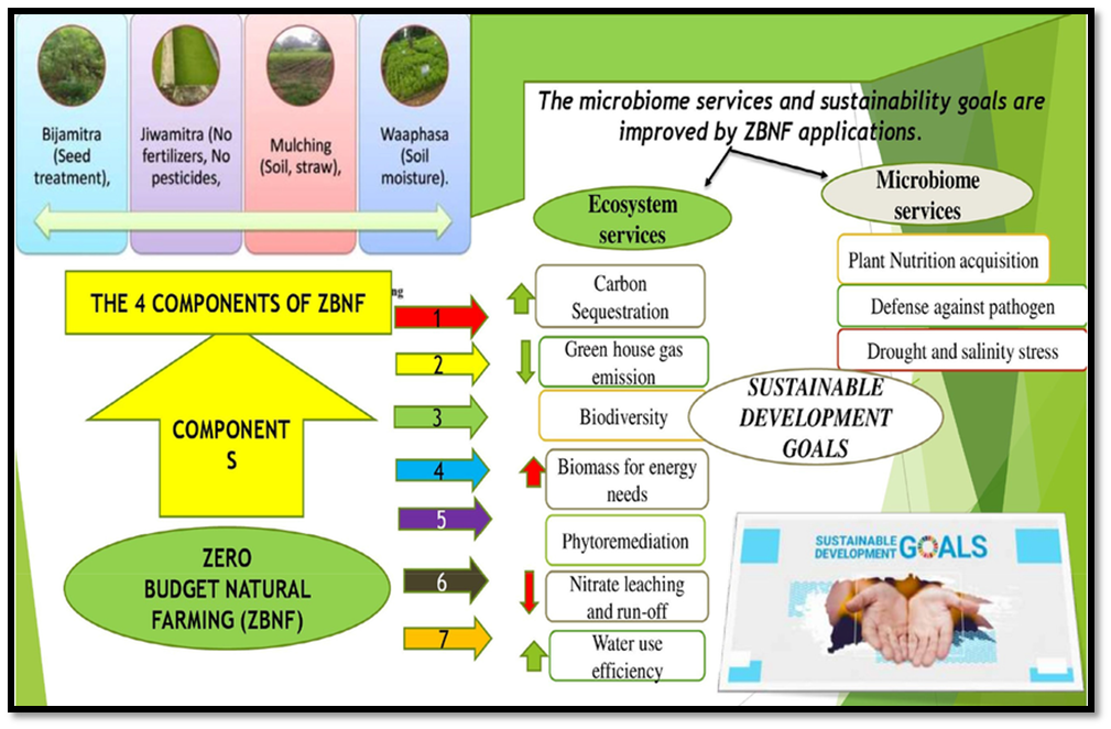 Zero Budget Natural Farming (ZBNF)