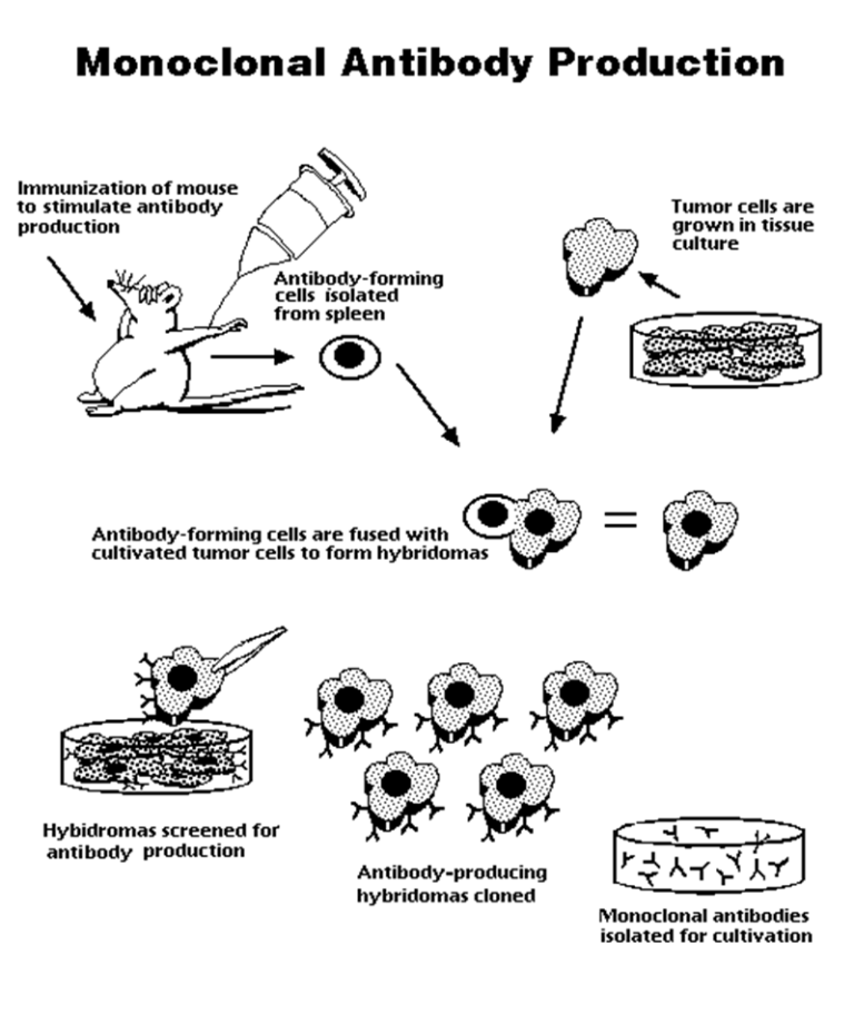 Monoclonal Antibodies : Definition, Production, Uses, Advantages and ...