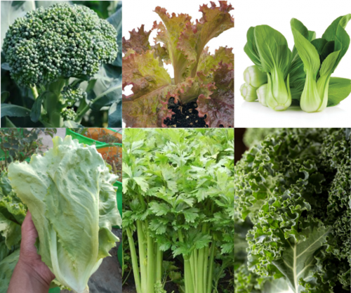 Factors Influencing the Decision of the Farmers on the Selection of High Value Crops